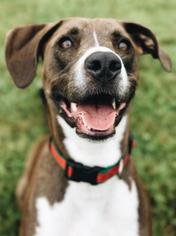 Greyhound-Unknown Mix Dogs for adoption in Norfolk, VA, USA