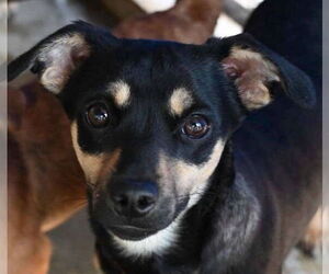 Chihuahua-Unknown Mix Dogs for adoption in Canton, CT, USA