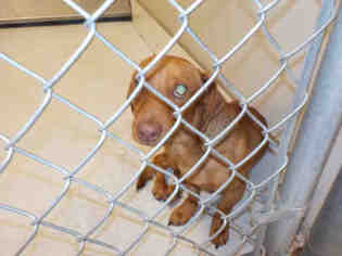 Dachshund Dogs for adoption in Temple, TX, USA