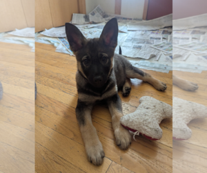 German Shepherd Dog-pomeranian spitz Mix Dogs for adoption in Princeton, MN, USA