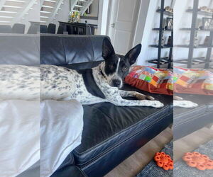 Catahoula Leopard Dog-Great Dane Mix Dogs for adoption in Shreveport, LA, USA