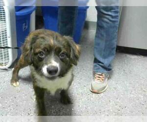 Boston Spaniel Dogs for adoption in Atlanta, GA, USA