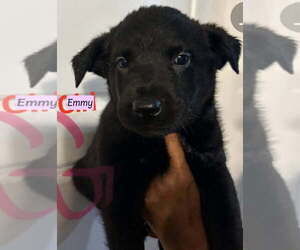 Golden Labrador Dogs for adoption in Brewster, NY, USA