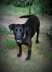 Labrador Retriever Dogs for adoption in Warwick, RI, USA
