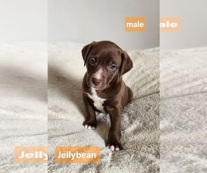 American Pit Bull Terrier-Unknown Mix Dogs for adoption in Calgary, Alberta, Canada
