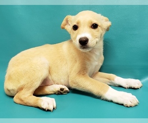 Medium Photo #2 Labrador Retriever-Unknown Mix Puppy For Sale in Morton Grove, IL, USA
