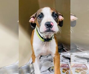 Boxer Dogs for adoption in Calverton, NY, USA