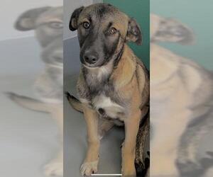 German Shepherd Dog-Unknown Mix Dogs for adoption in Visalia, CA, USA