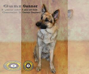 German Shepherd Dog Dogs for adoption in Nicholasville, KY, USA