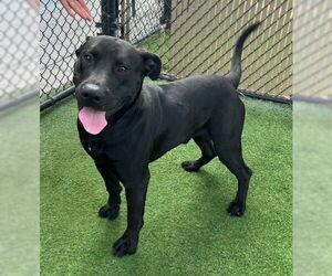 Labrador Retriever-Unknown Mix Dogs for adoption in Norco, CA, USA