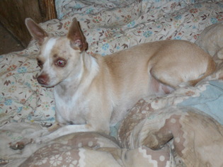 Chihuahua Dogs for adoption in Albany, OR, USA