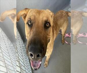 Labrador Retriever-Unknown Mix Dogs for adoption in Tracy, CA, USA