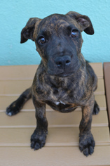 Bullboxer Pit Dogs for adoption in Lake Worth, FL, USA