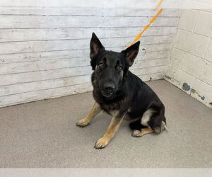 German Shepherd Dog Dogs for adoption in San Bernardino, CA, USA
