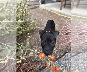 American Staffordshire Terrier-Boxer Mix Dogs for adoption in MIDWAY, UT, USA