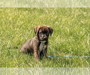 Medium Photo #1 Huskies -Unknown Mix Puppy For Sale in Mechanicsburg, PA, USA