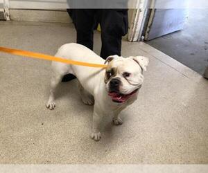 Bulldog-Unknown Mix Dogs for adoption in Riverside, CA, USA