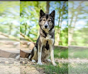 German Shepherd Dog Dogs for adoption in Harrison, AR, USA