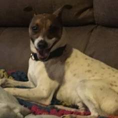 Jack Russell Terrier Dogs for adoption in Candler, NC, USA