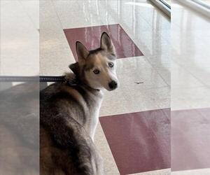 Siberian Husky Dogs for adoption in Plano, TX, USA