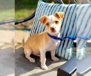 Mutt Dogs for adoption in Marrero, LA, USA
