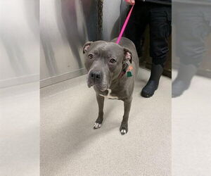 Mutt Dogs for adoption in Fairbanks, AK, USA