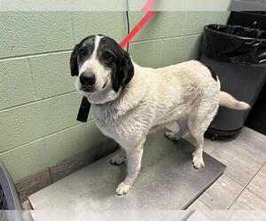 Great Pyrenees-Unknown Mix Dogs for adoption in Grand Prairie, TX, USA