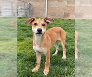 Carolina Dog-Unknown Mix Dogs for adoption in Lee's Summit, MO, USA