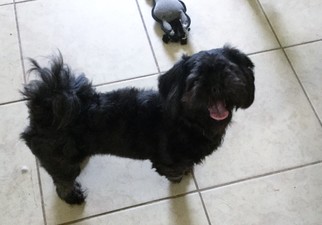 Shih Tzu Dogs for adoption in Okeechobee, FL, USA
