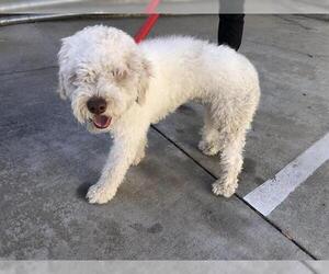 Poodle (Miniature)-Unknown Mix Dogs for adoption in Pasadena, CA, USA
