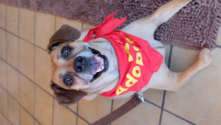 Chiweenie Dogs for adoption in Washington, DC, USA