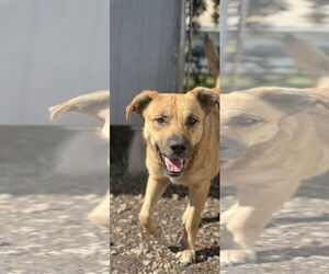 Mutt Dogs for adoption in New Orleans, LA, USA