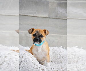 Medium Photo #1 Chug Puppy For Sale in Sandy, UT, USA