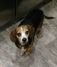 Beagle Dogs for adoption in Hernando, MS, USA