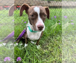 Medium Photo #2 Chihuahua-Unknown Mix Puppy For Sale in Tarrytown, GA, USA