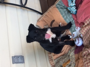 Borador Dogs for adoption in Helotes, TX, USA