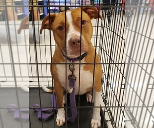 American Pit Bull Terrier-Unknown Mix Dogs for adoption in Woodbridge, VA, USA