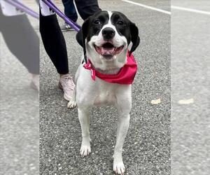 Basset Hound-Unknown Mix Dogs for adoption in Forestville, MD, USA