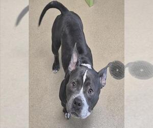 Mutt Dogs for adoption in Decatur, IL, USA