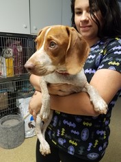 Beagle Dogs for adoption in Deerfield Beach, FL, USA