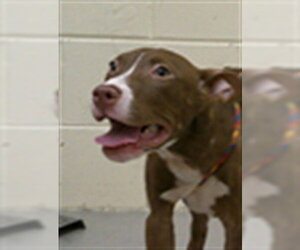 Mutt Dogs for adoption in Sanford, FL, USA