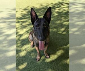 Mutt Dogs for adoption in San Martin, CA, USA