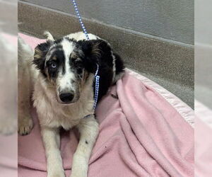 Australian Shepherd-Unknown Mix Dogs for adoption in Las Vegas, NV, USA