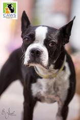 Medium Photo #1 Boston Terrier Puppy For Sale in Salt Lake City, UT, USA