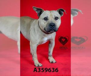 Bulldog-Unknown Mix Dogs for adoption in Stockton, CA, USA