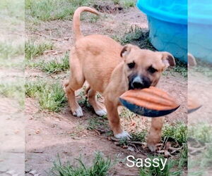 Labrador Retriever-Unknown Mix Dogs for adoption in Crossville, AL, USA