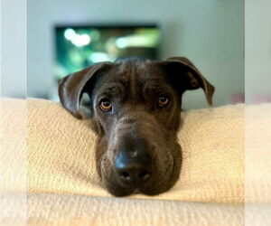 Labrador Retriever-Unknown Mix Dogs for adoption in Lakewood, CO, USA