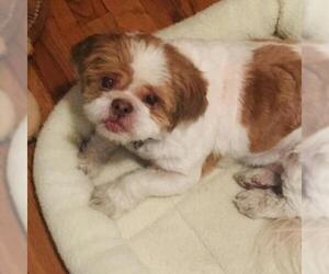 Shih Tzu Dogs for adoption in Woodside, NY, USA