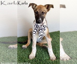 Mutt Dogs for adoption in San Diego, CA, USA