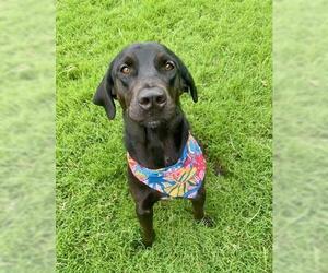 Labrador Retriever-Unknown Mix Dogs for adoption in Tulsa, OK, USA